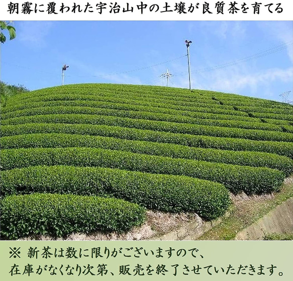 2023年産 宇治新茶 新茶 80g×3本 3種の新茶飲み比べ 煎茶 茶鑑定士厳選 お茶 茶葉 きよ泉 ポスト投函 6枚目の画像