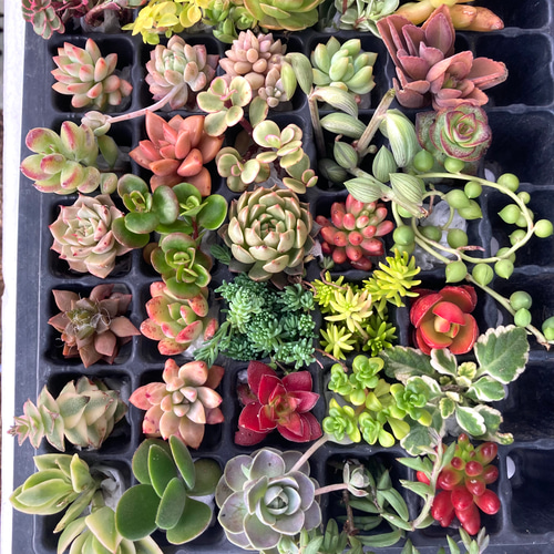 marukoです　　　多肉植物 カット苗 ❤︎多肉植物 つぶつぶカット苗set④❤︎