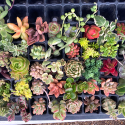 多肉植物カット苗　c 0_d4282ef4cb37e94e252d5c51ab6b