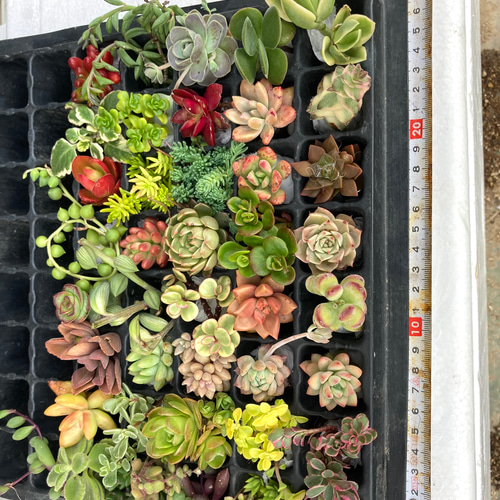 多肉植物 40種 カット苗 送料無料 多肉植物 spark garden いやし 多肉植物 40種 カット苗 送料無料 多肉植物 spark garden いやし