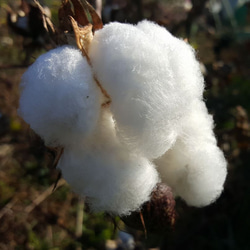 【受注製作】白／篠綿（しの・手紡ぎ用綿）約1.5ｇ自家自然栽培綿の手作り篠 2枚目の画像