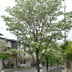 ハナミズキ（花水木：白花）苗木（H=約12～20㎝）大き目の白い花が咲く雑木 6枚目の画像