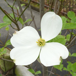 ハナミズキ（花水木：白花）苗木（H=約12～20㎝）大き目の白い花が咲く雑木 4枚目の画像