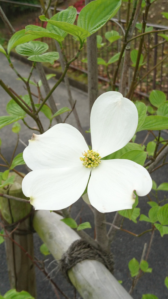 ハナミズキ（花水木：白花）苗木（H=約12～20㎝）大き目の白い花が咲く雑木 4枚目の画像