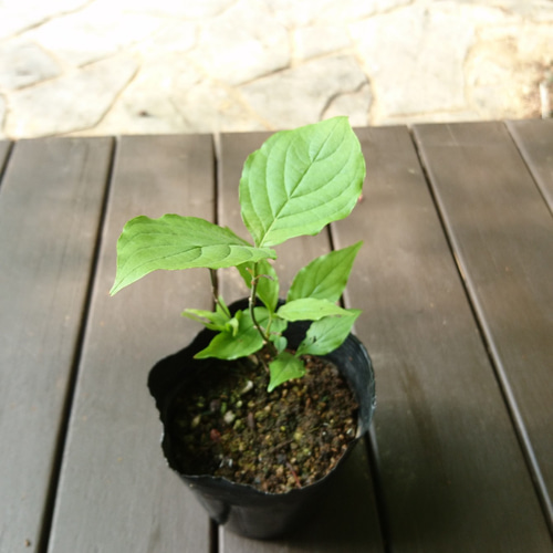 ハナミズキ（花水木：白花）苗木（H=約12～20㎝）大き目の白い花が咲く