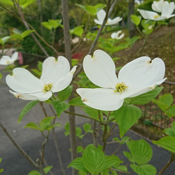 ハナミズキ（花水木：白花）苗木（H=約12～20㎝）大き目の白い花が咲く雑木 1枚目の画像