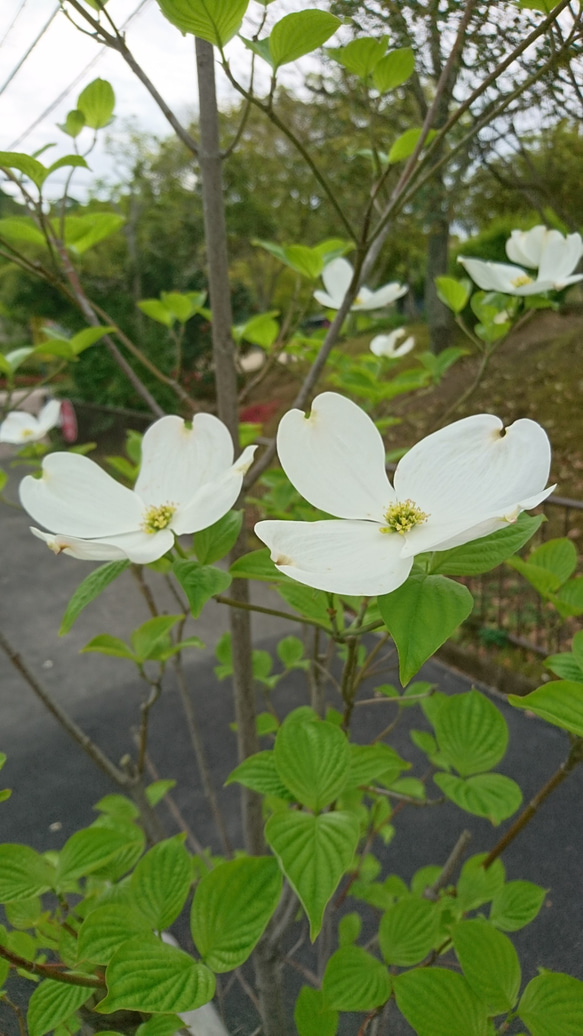 ハナミズキ（花水木：白花）苗木（H=約12～20㎝）大き目の白い花が咲く雑木 1枚目の画像