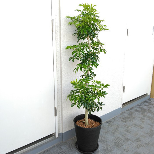 現品】シェフレラホンコン コンパクタ 樹形綺麗 高さ120◎ 高級