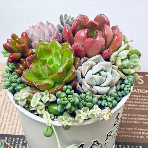 そのまま飾れる】多肉植物 寄せ植え ..＊5＊.. 多肉植物 Dia