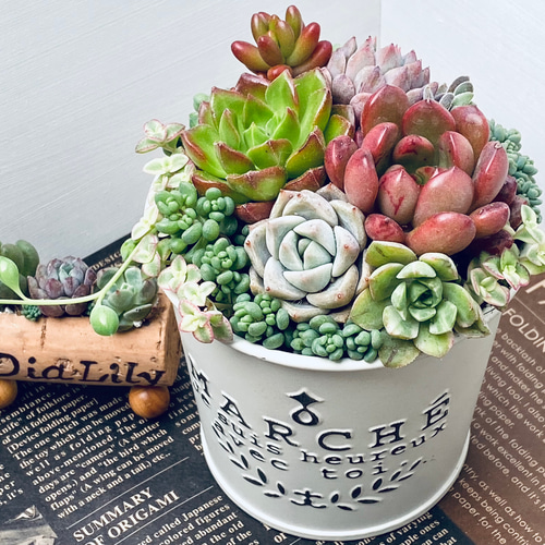 そのまま飾れる多肉植物寄せ植え　4点 そのまま飾れる多肉植物寄せ植え 多肉植物 ba-boo house 通販