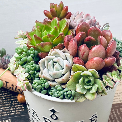 そのまま飾れる】多肉植物 寄せ植え ..＊5＊.. 多肉植物 Dia