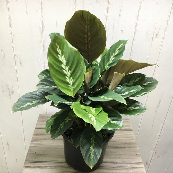 ITK.plant's様 種子セット ECOT(S) ミント - SEISHIN PLUS