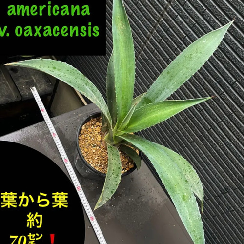 大株❗️アガベ アメリカーナ オアハケンシス (オアハセンシス) | www