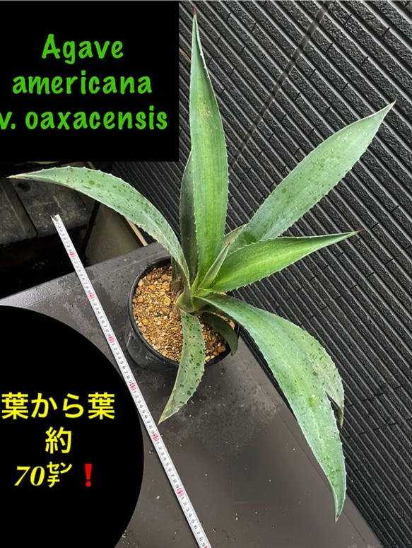 【現品】アガベ　大株　アメリカーナ（竜舌蘭）② 楽天市場】アガベ（アメリカーナ・青葉）1鉢 12号 プラスチック