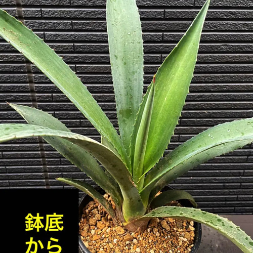 アガベ アメリカーナ オアハケンシス (オアハセンシス) （竜舌蘭） アガベ アメリカーナ オアハケンシス (オアハセンシス) （竜舌蘭