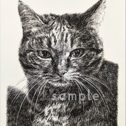 原画/イラスト/ストリートアート/現代アート/ペン画/ RAIN CAT 猫 原画/イラスト/ストリートアート/現代アート/ペン画/ RAIN CAT