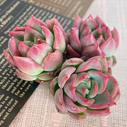多肉植物❤️フロリディティール ❤️1大頭5小頭11cm拔き苗三