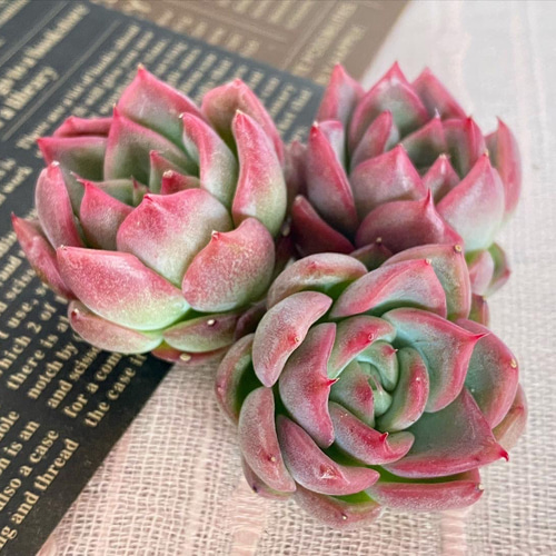多肉植物❤️フロリディティール ❤️1頭12cm!拔き苗！三年生