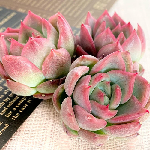 多肉植物❤️フロリディティール ❤️1頭12cm!拔き苗！三年生！セダム  おまけ 多肉植物 韓国苗 抜き苗 フロリディティール | BooTA29♡Succulent