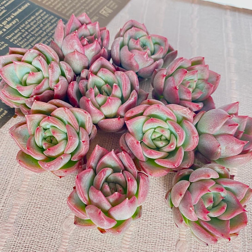 多肉植物❤️フロリディティール ❤️1頭12cm!拔き苗！三年生！セダム  おまけ 送料込み*フロリディティ* Floridity 多肉植物 フロディティール
