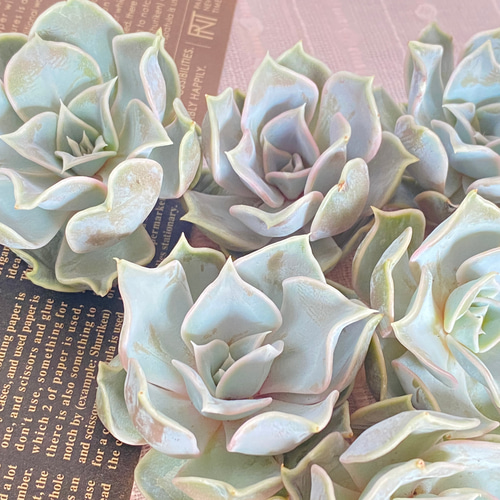 多肉植物【韓国苗】新品種 マディバhyb 多肉植物 Dia Lily 通販