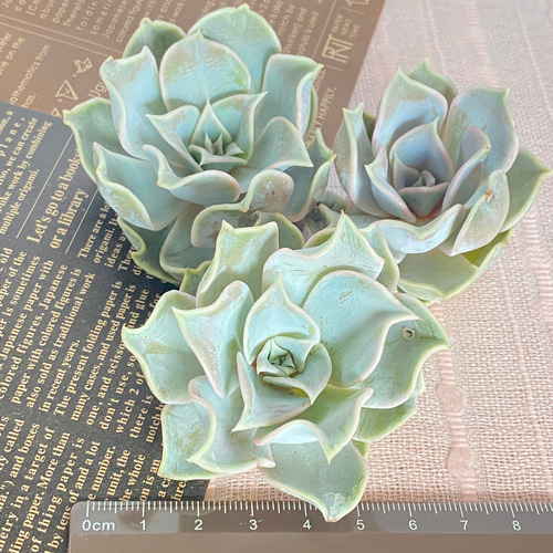 多肉植物【韓国苗】新品種 マディバhyb 多肉植物 Dia Lily 通販