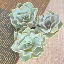 多肉植物  ❤️マディバ ❤️ 饺子皮❤️1大頭15cm拔キ苗 多肉植物 ❤️マディバ ❤️ 饺子皮❤️1大頭15cm拔キ苗 【公式通販】