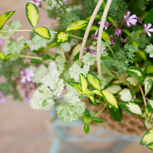 心に寄り添う寄せ植え ローズゼラニウム オレガノケントビューティ