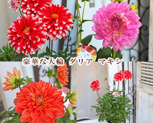 再入荷鉢花 ダリア マキシ シリーズ 5号 タンピコ サリナス エミリオ