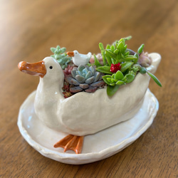 パールカラーが虹色に美しく光る陶器のガラス付き水槽&パールカラーの