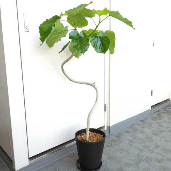 現品】フィカスウンベラータ曲がり 高さ120◎ 大型観葉植物 高級
