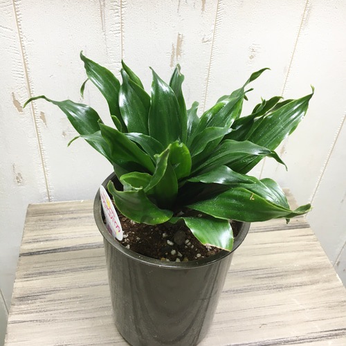 ドラセナ コンパクタ 4号 その他インテリア雑貨 PLANTS SHOP