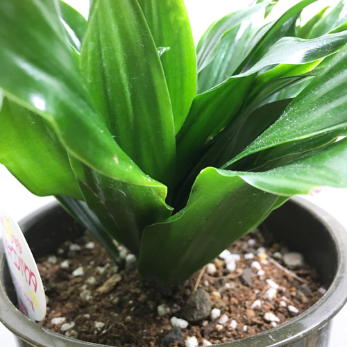 ドラセナ コンパクタ 4号 その他インテリア雑貨 PLANTS SHOP