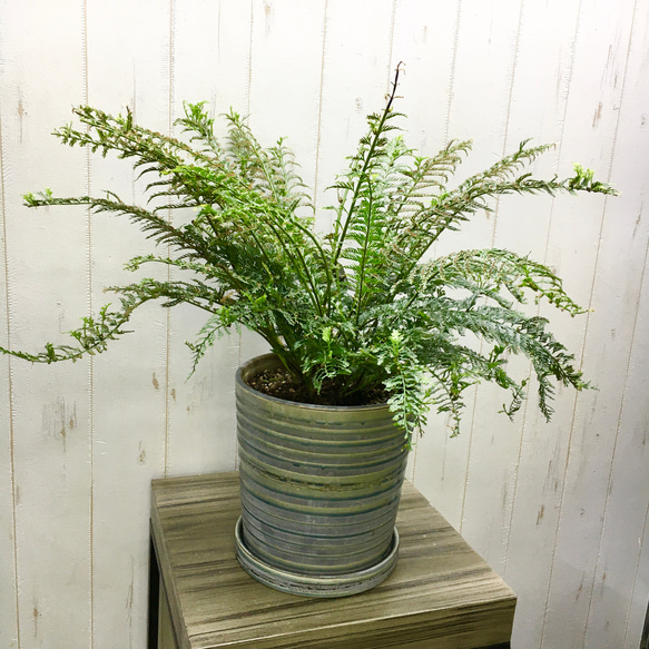 植物 長野県にある珍奇植物とアパレルのセレクトショップ「BIZARRE GREEN