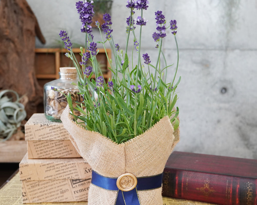 76955ed09ab4552ef60c78fbff744d