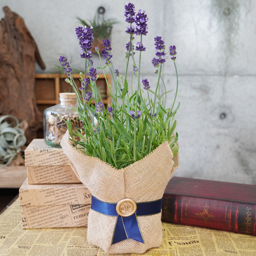 香りの女王！イングリッシュラベンダー 『ブルーセント』3.5号花付き