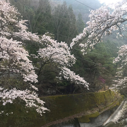 【奈良吉野さくら染め】桜染めシルクコットン大判縦縞ストール 11枚目の画像