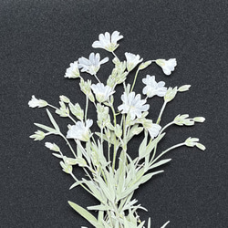 ドライフラワー～カワラハハコ ドライフラワー hanahana 通販