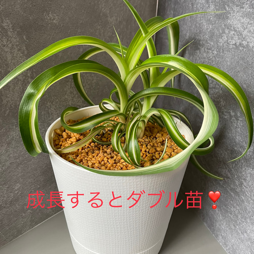 オリヅルランボニー [ダブル苗1株+シングル苗2株] 抜き苗【無料配送 