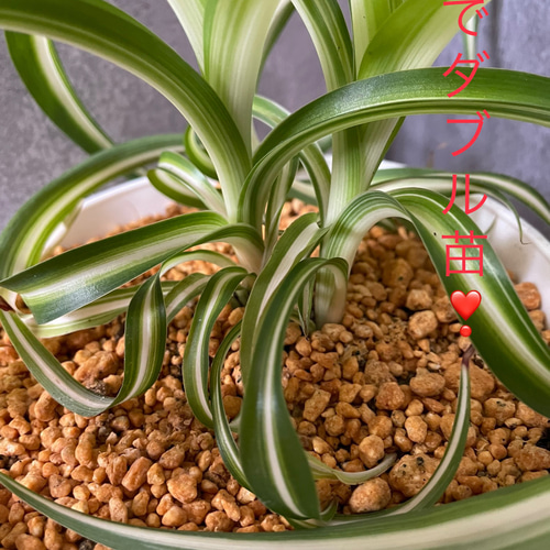 大型】オリヅルラン斑入り1苗抜き苗