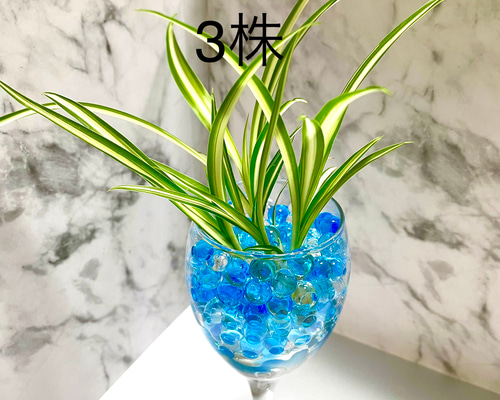 斑入りオリヅルラン　10株セット 斑入りオリヅルラン10株セット