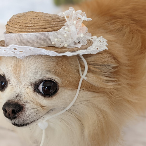 ひかる様専用］小型犬用 ちゃんちゃんこ 帽子 3セット 犬・猫用ハット