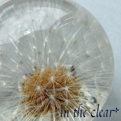 植物標本　たんぽぽ綿毛　レジン　5センチ球体 4枚目の画像