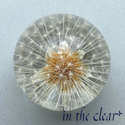 植物標本　たんぽぽ綿毛　レジン　5センチ球体 3枚目の画像
