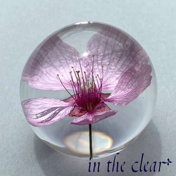 植物標本 桜 河津桜 レジン 5センチ球体 ハーバリウム・植物標本 in ... 桜 標本