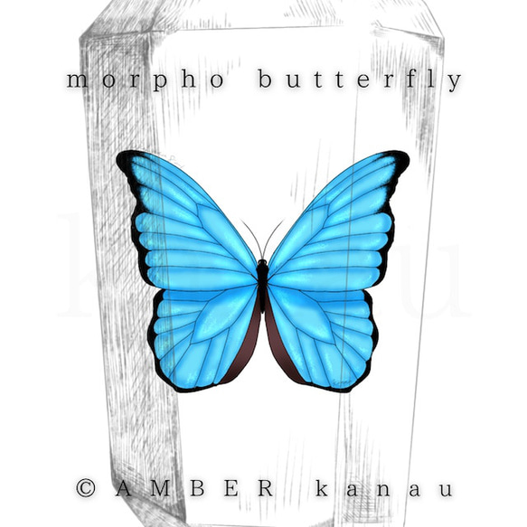 モルフォ蝶 イラスト kanau 通販 13846799｜Creema(クリーマ)