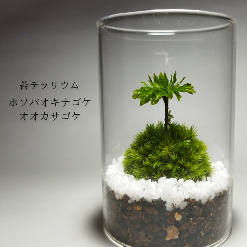 苔テラリウム ホソバオキナゴケ・オオカサゴケ その他インテリア雑貨