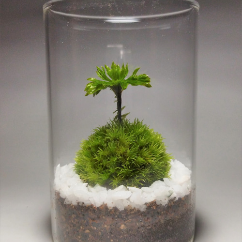 苔テラリウム完成品 苔テラリウム 苔ボトル ホソバオキナゴケ　アクアテラリウム 完成品】 苔テラリウム 苔ボトル ホソバオキナゴケ アクア