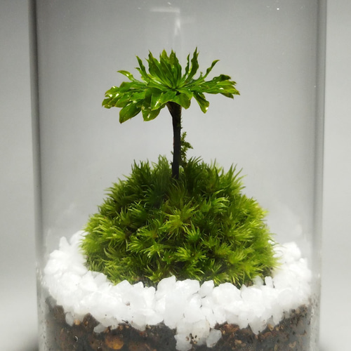 苔テラリウム ホソバオキナゴケ・オオカサゴケ その他インテリア