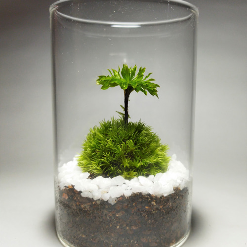 苔テラリウム完成品 苔テラリウム 苔ボトル ホソバオキナゴケ 苔テラリウム ホソバオキナゴケ・オオカサゴケ その他インテリア雑貨
